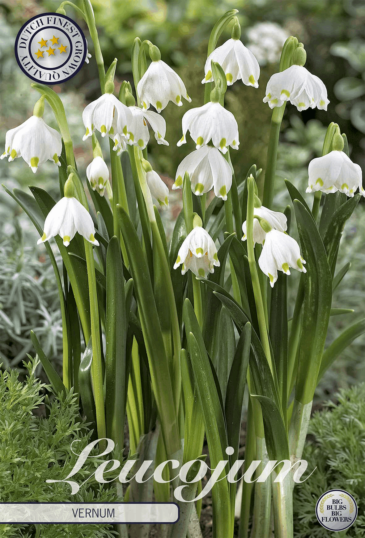Leucojum Vernum
