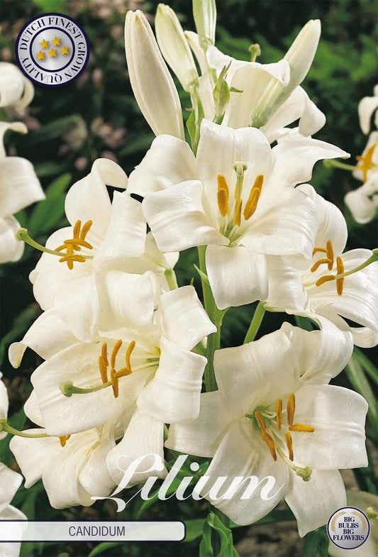 Lilium Candidum