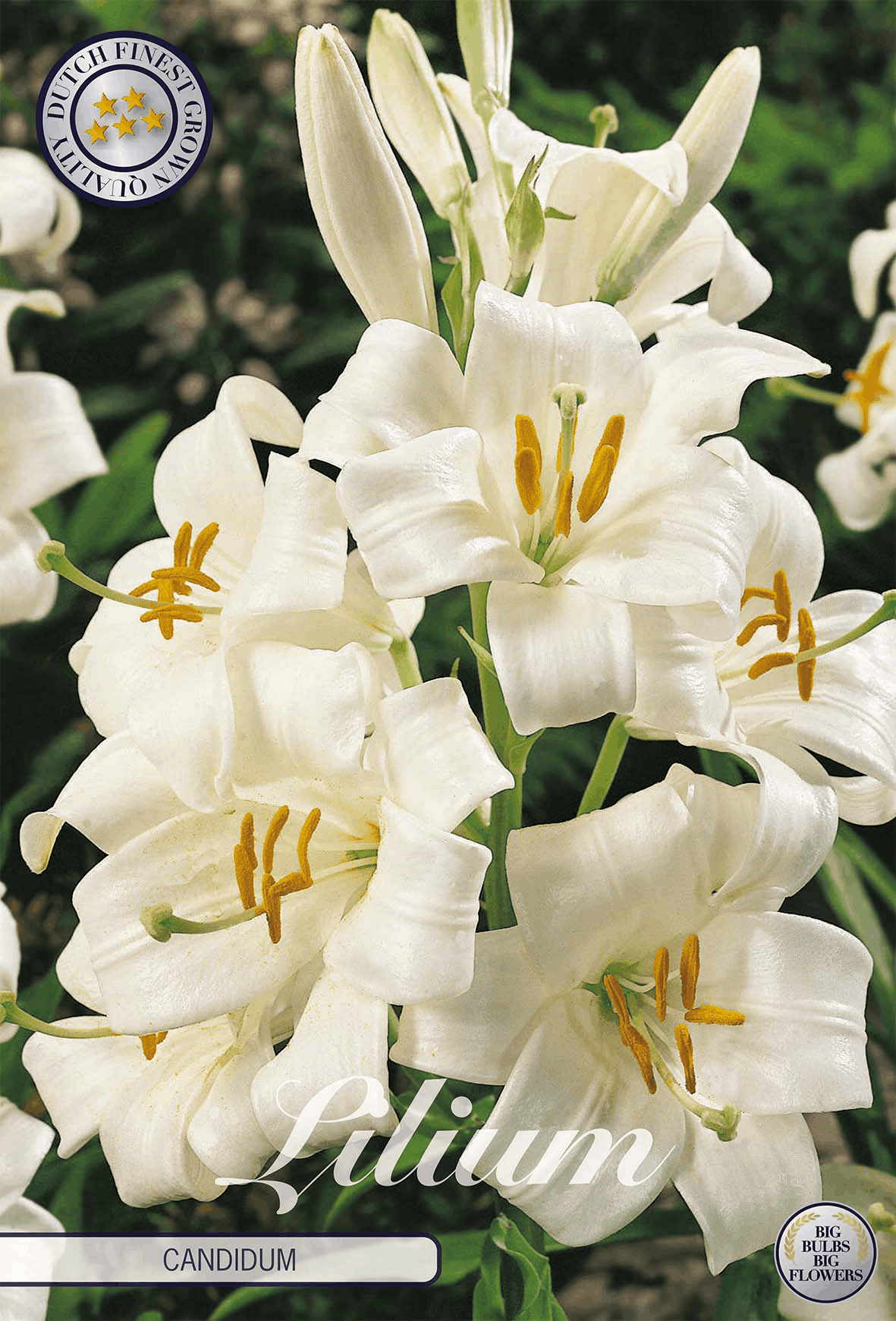 Lilium Candidum