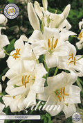 Lilium Candidum