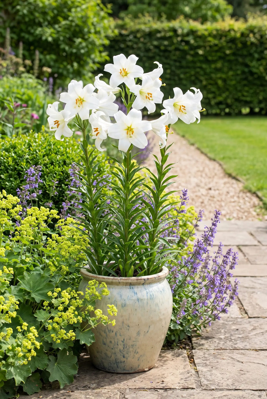 Lilium Candidum — in pot op terras