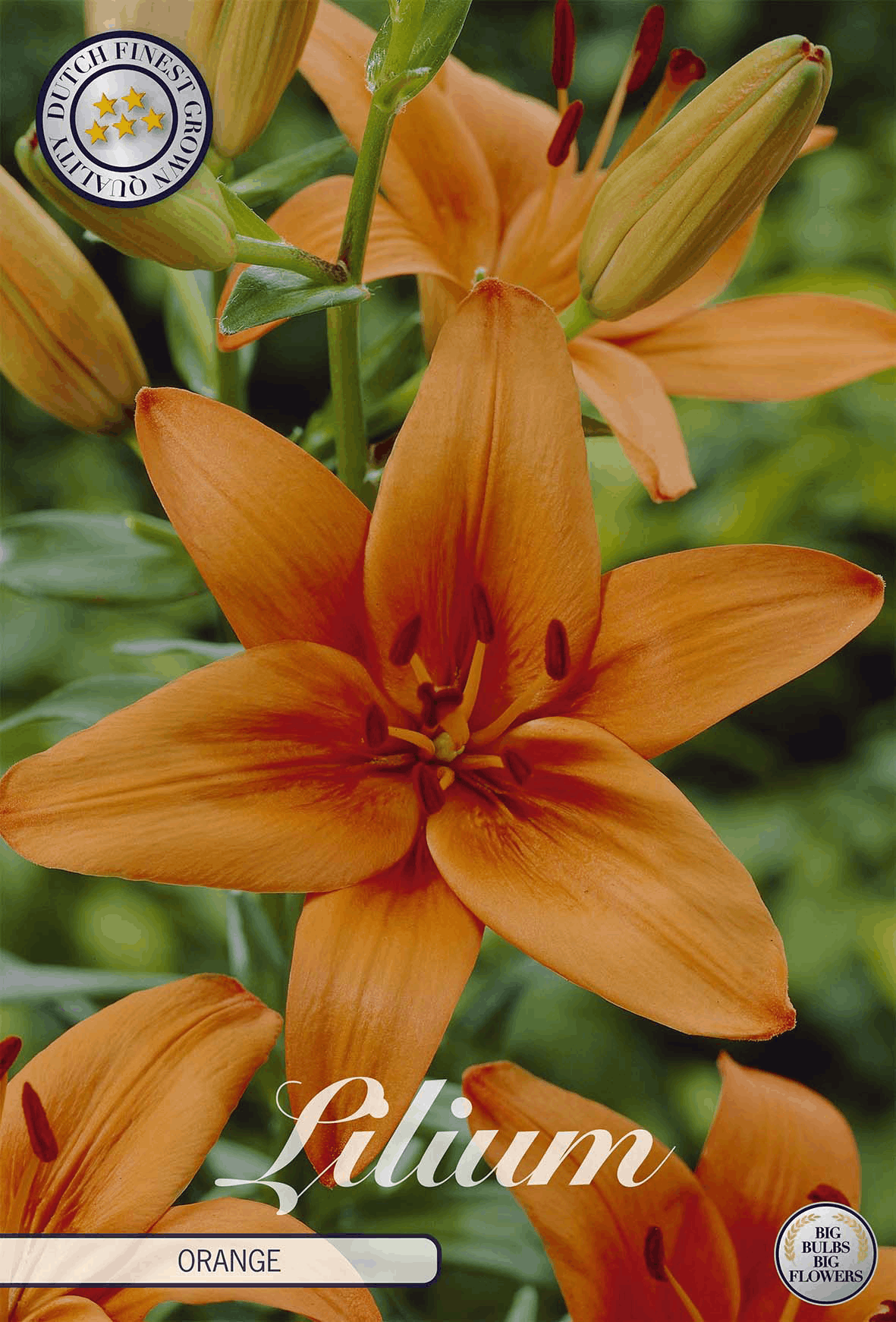 Lilium Orange