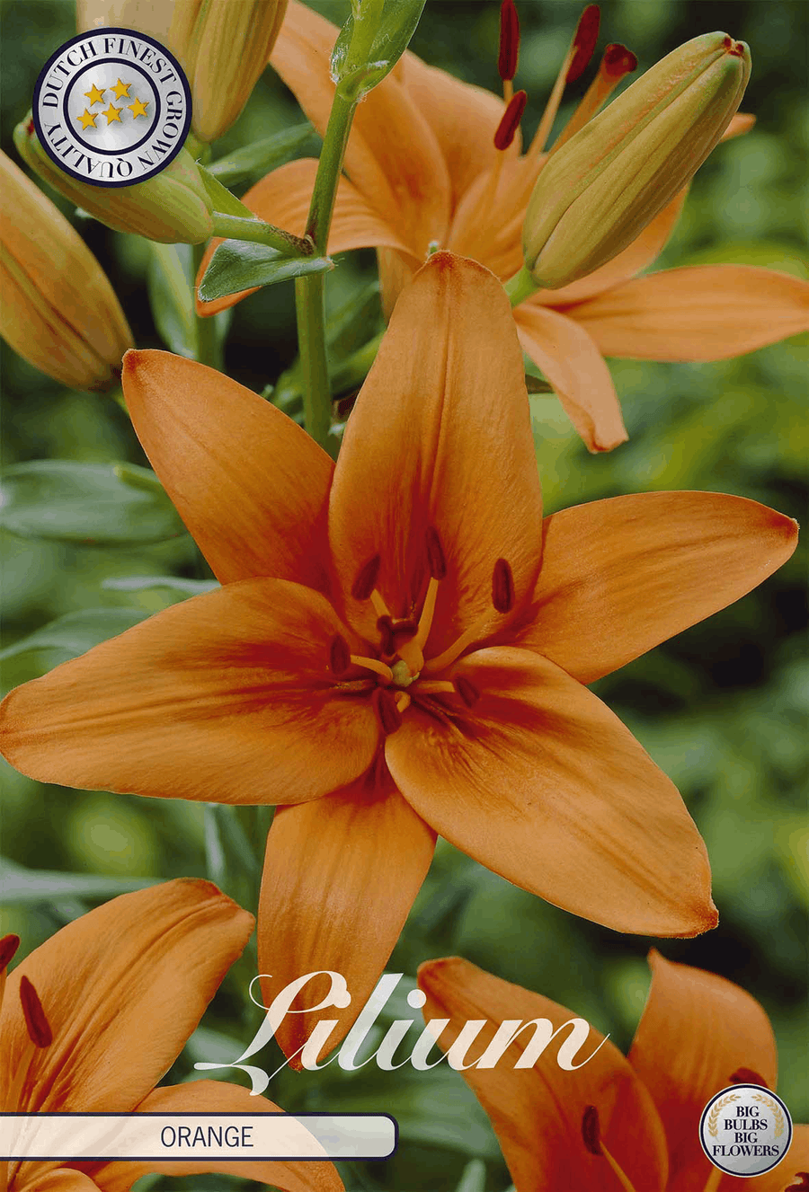 Lilium Orange