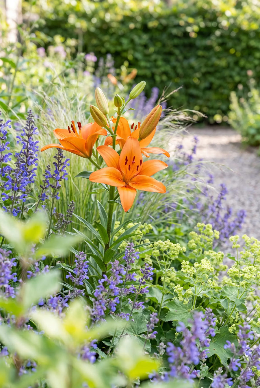 Lilium Orange — in de border
