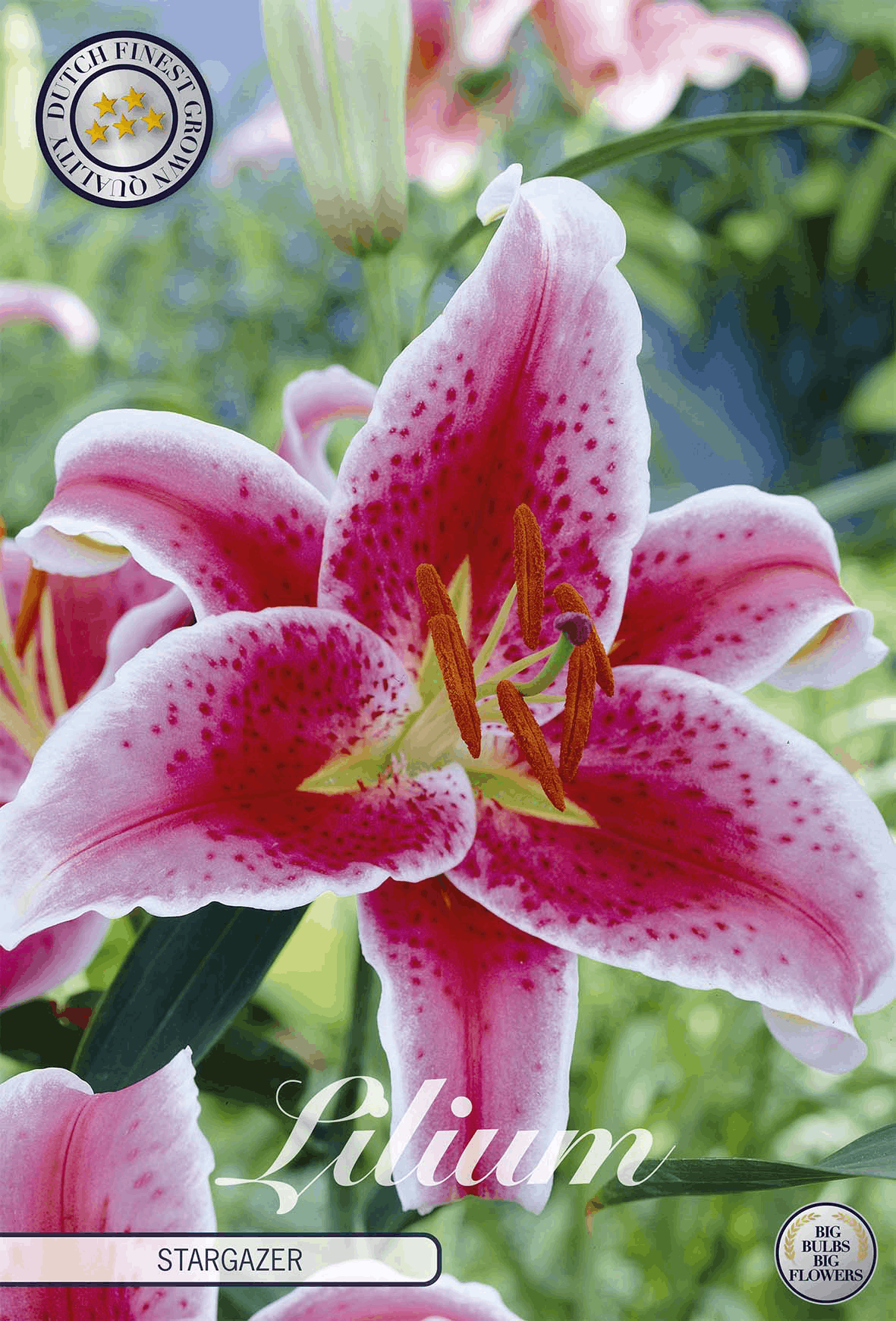 Lilium Stargazer