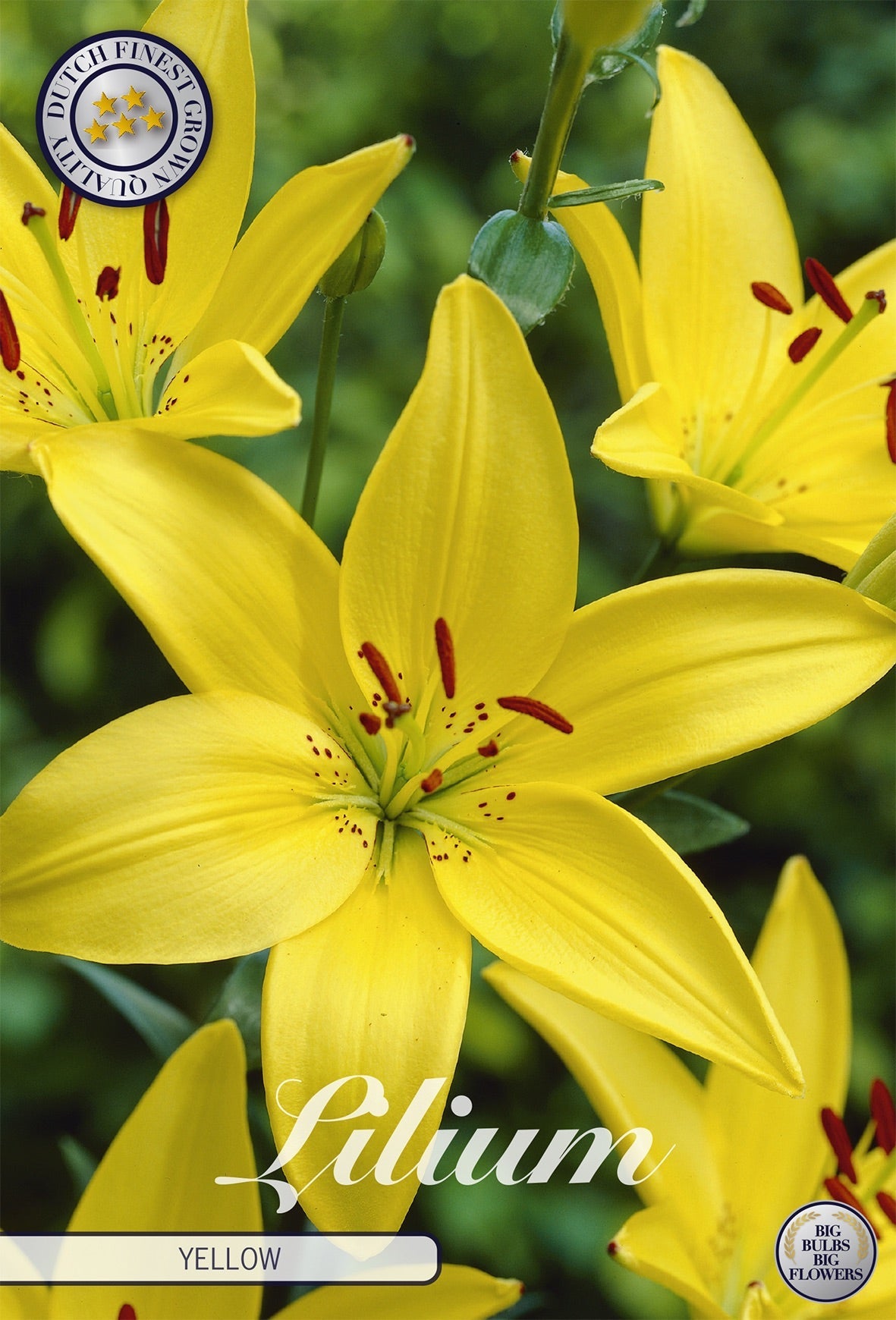 Lilium Yellow