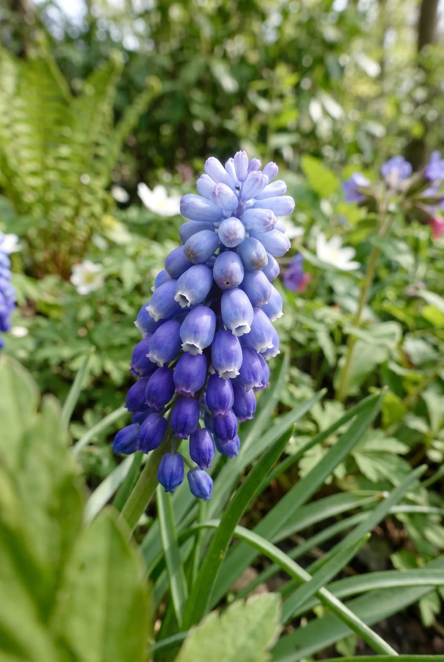 Muscari Artist — close-up van de bloem