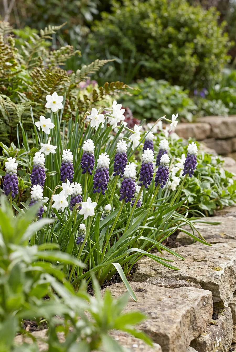 Muscari Grape Ice — groep in de tuinborder