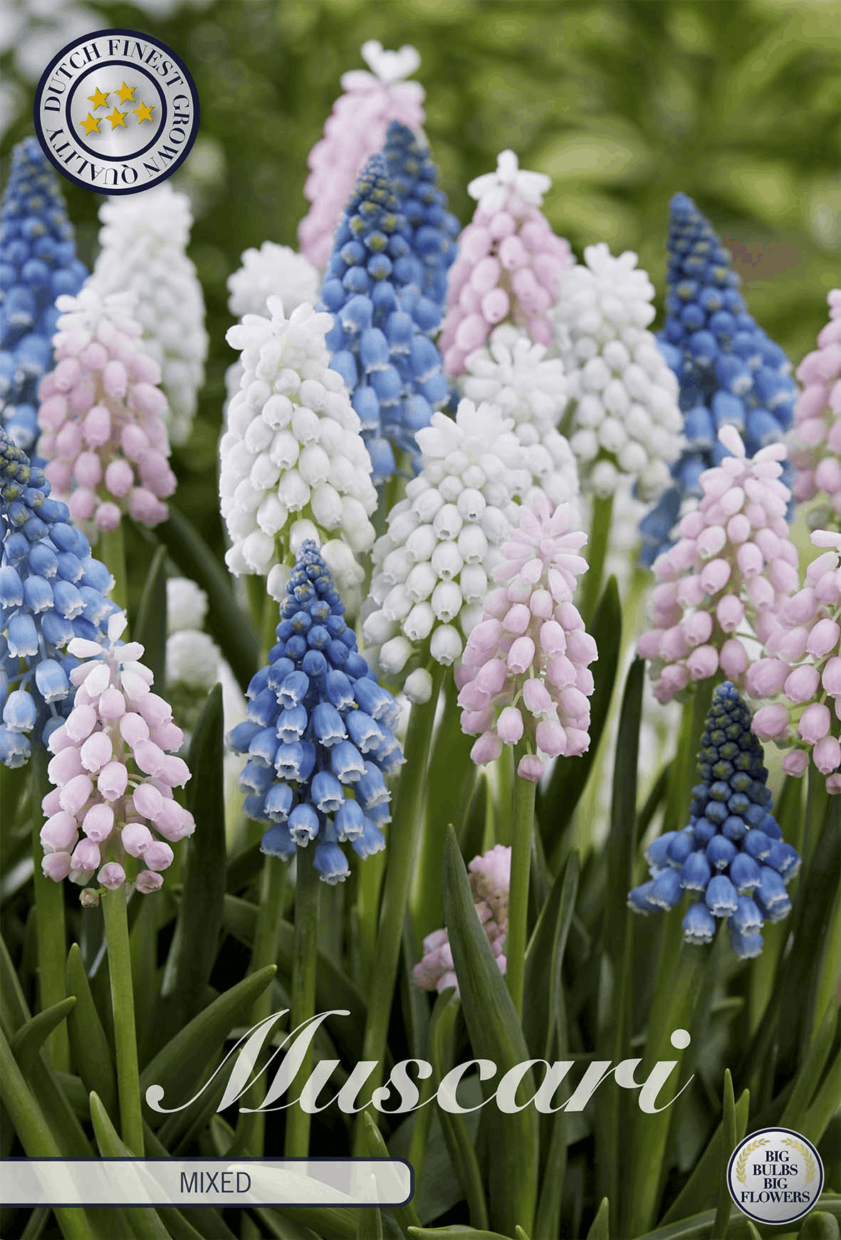 Muscari Mixed