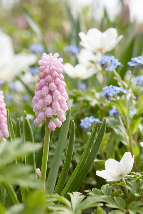 Muscari Mixed