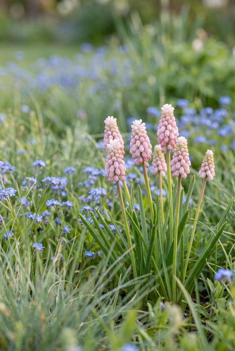 Muscari Pink Sunrise