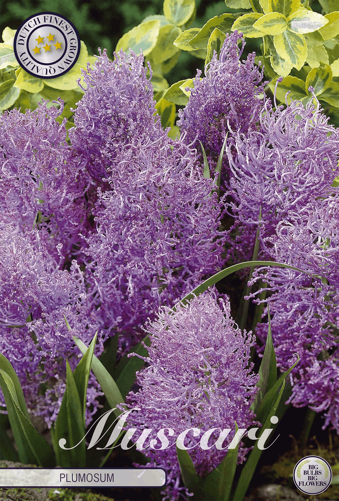 Muscari Plumosum