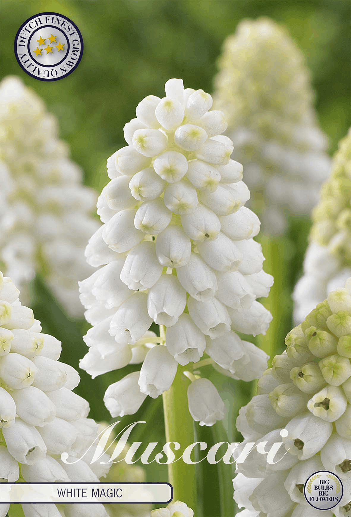 Muscari White Magic