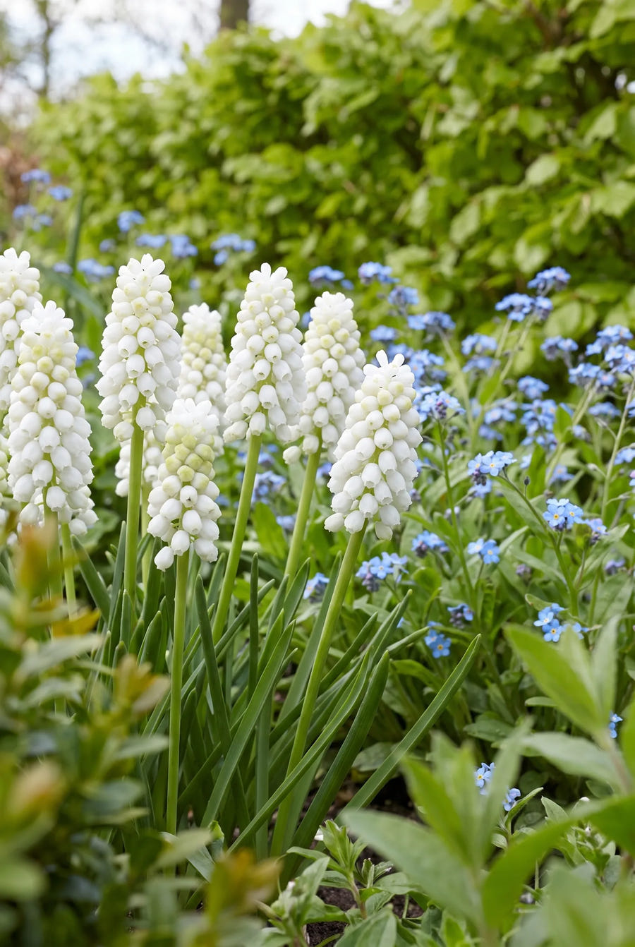 Muscari White Magic — in de border