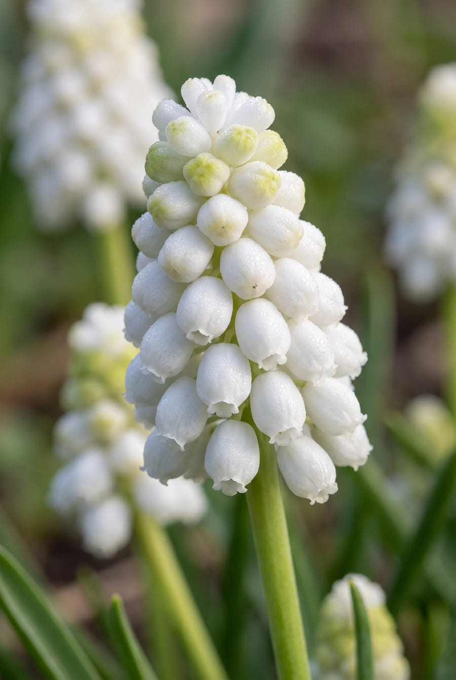 Muscari White Magic — sfeerbeeld