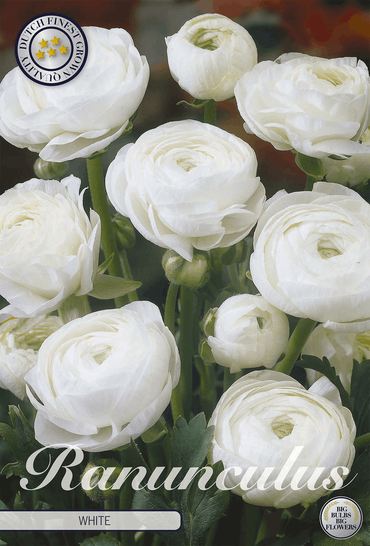Ranunculus White