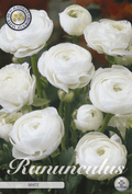 Ranunculus White