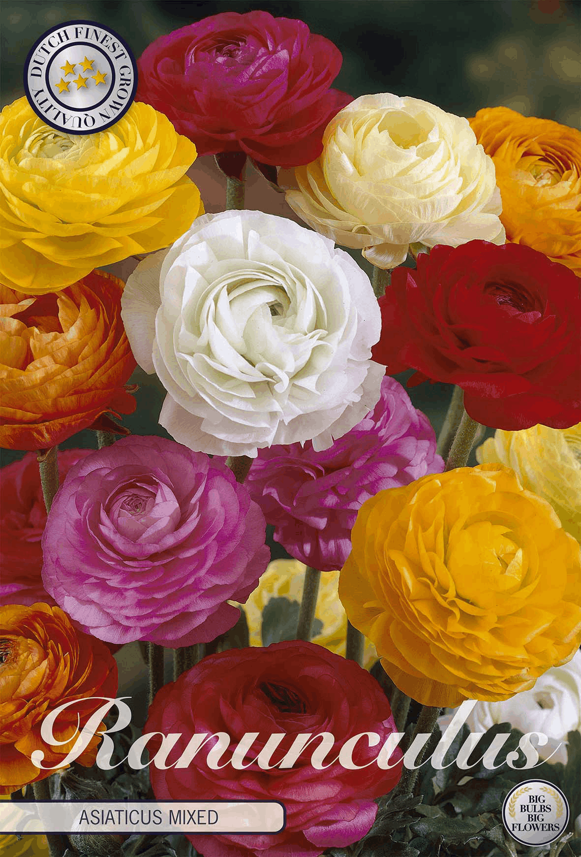 Ranunculus Asiaticus Mixed