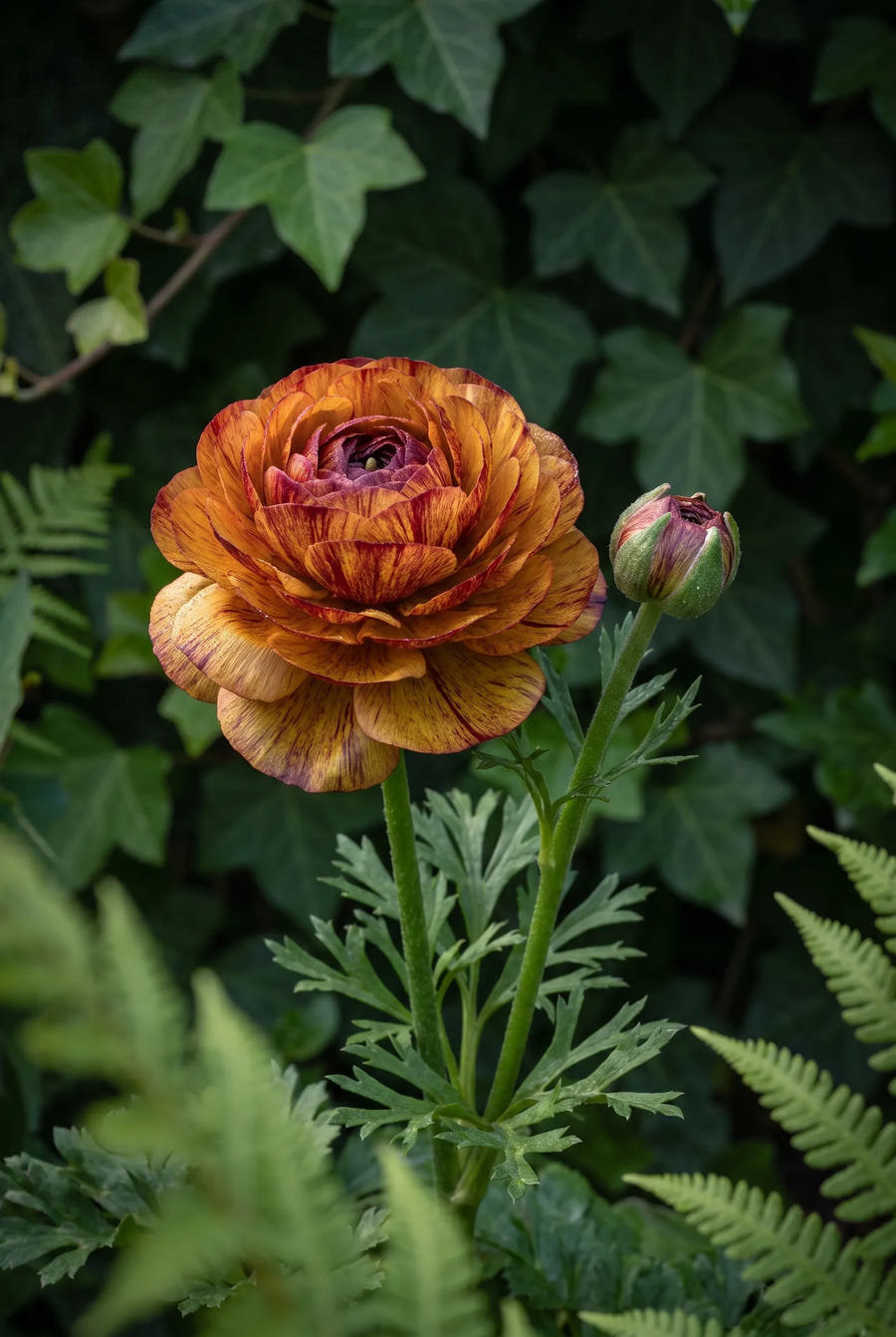 Ranunculus Cafe Picotee — sfeerbeeld