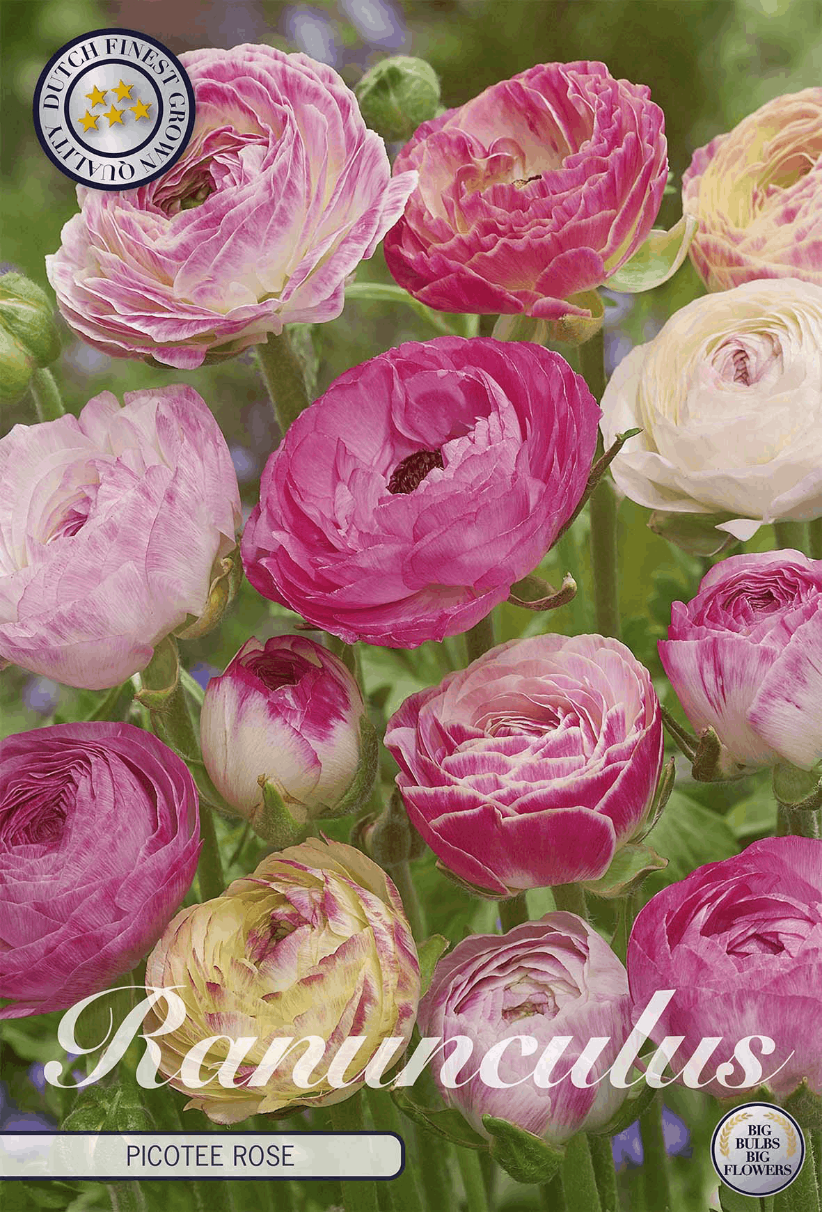 Ranunculus Picotee Rose