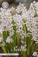 Scilla Bifolia Rosea