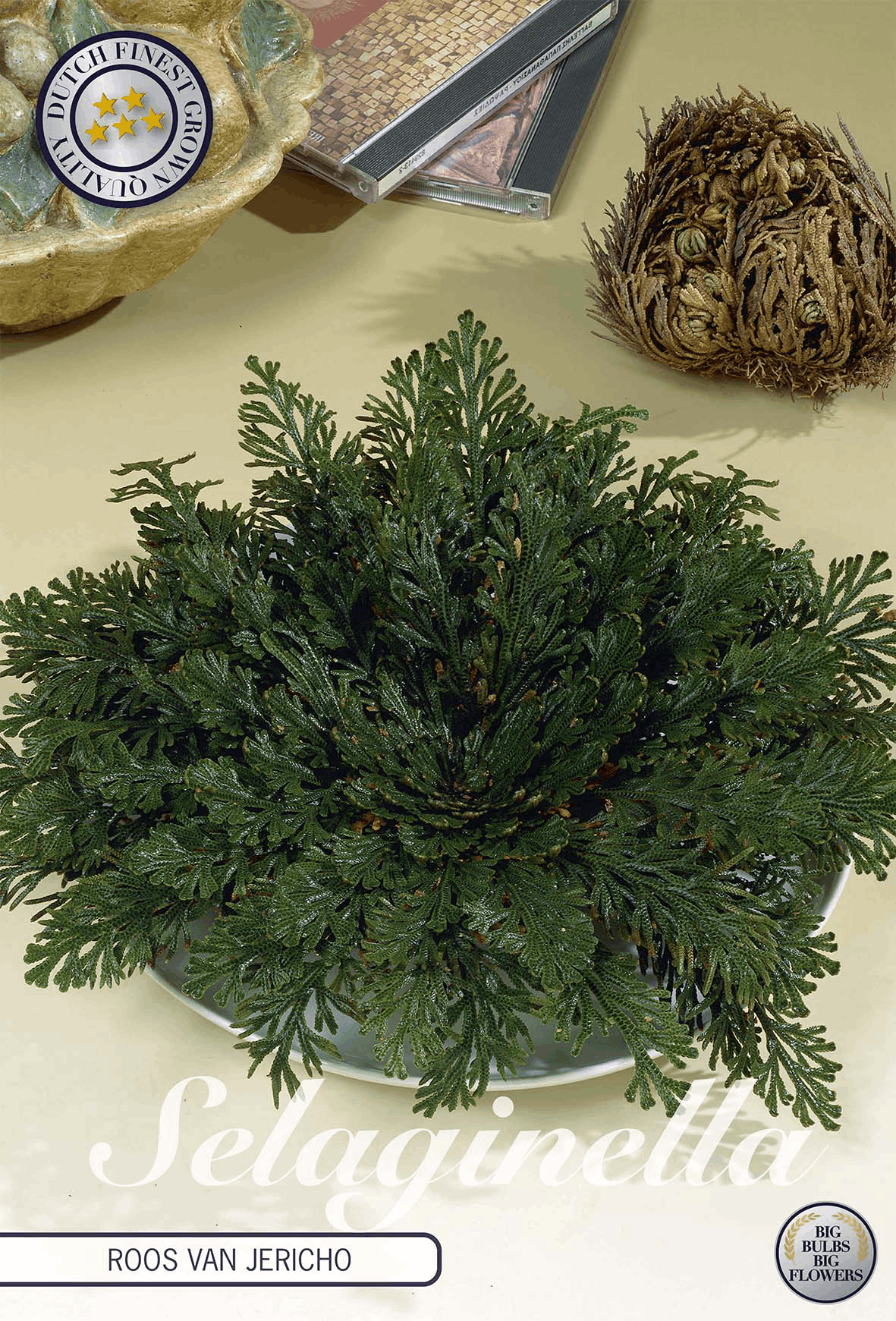 Selaginella Roos van Jericho
