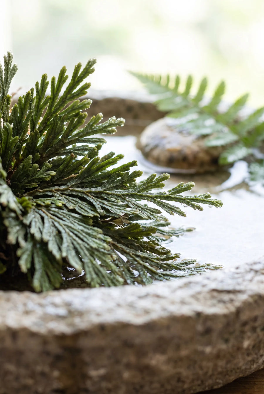 Selaginella Roos van Jericho — close-up van de bloem