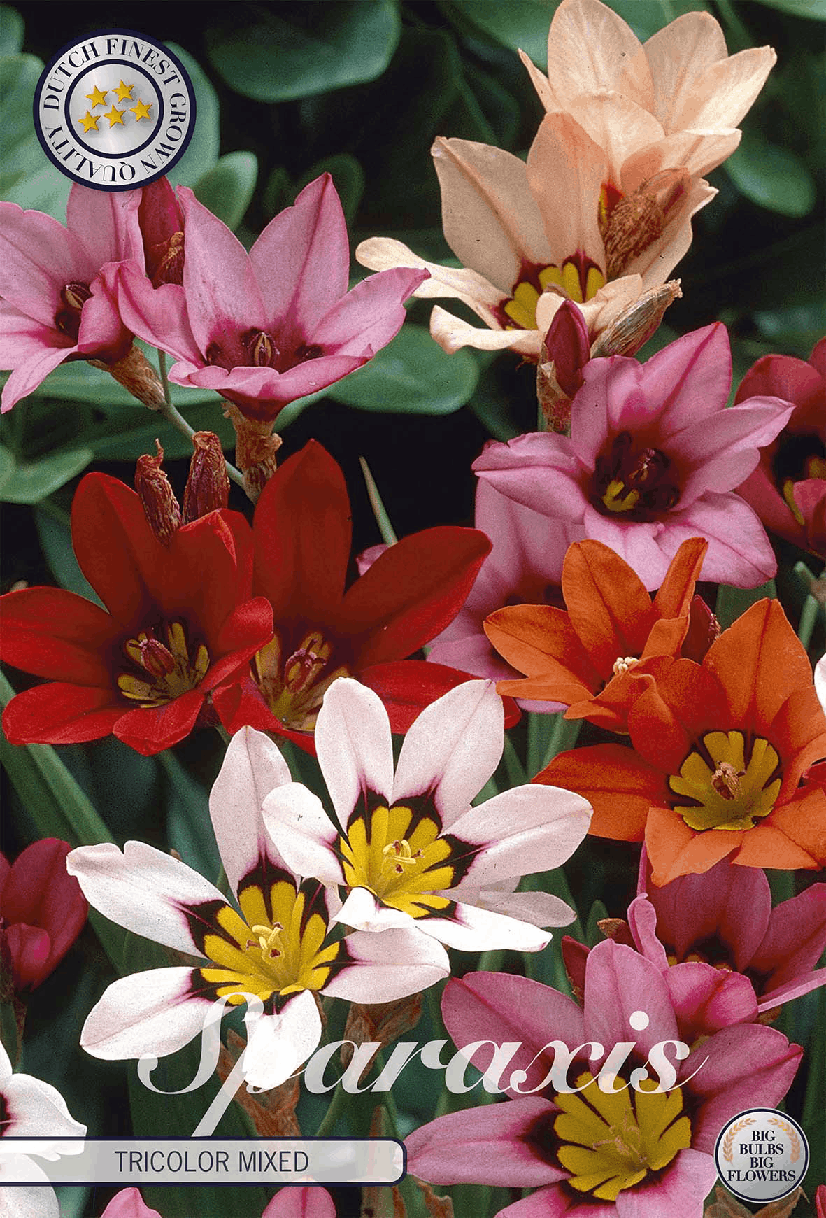 Sparaxis Tricolor Mixed