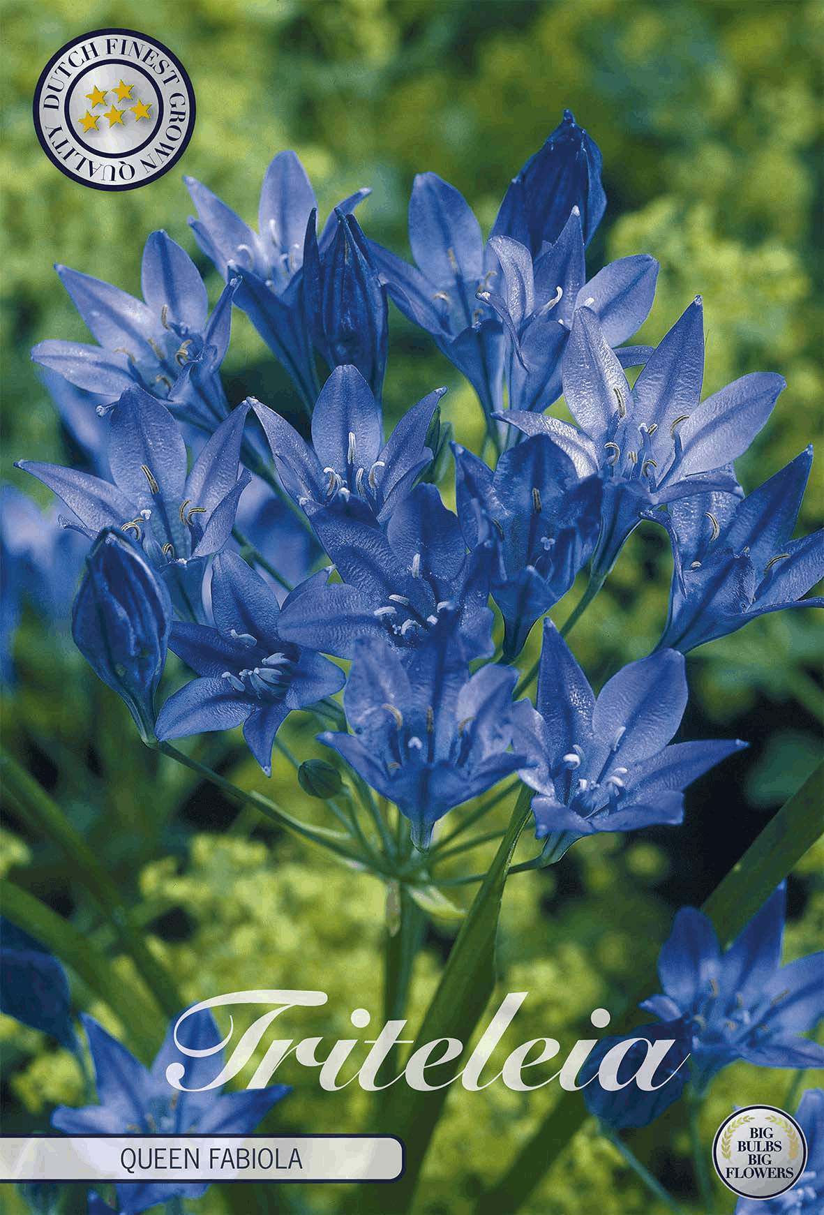 Triteleia Queen Fabiola