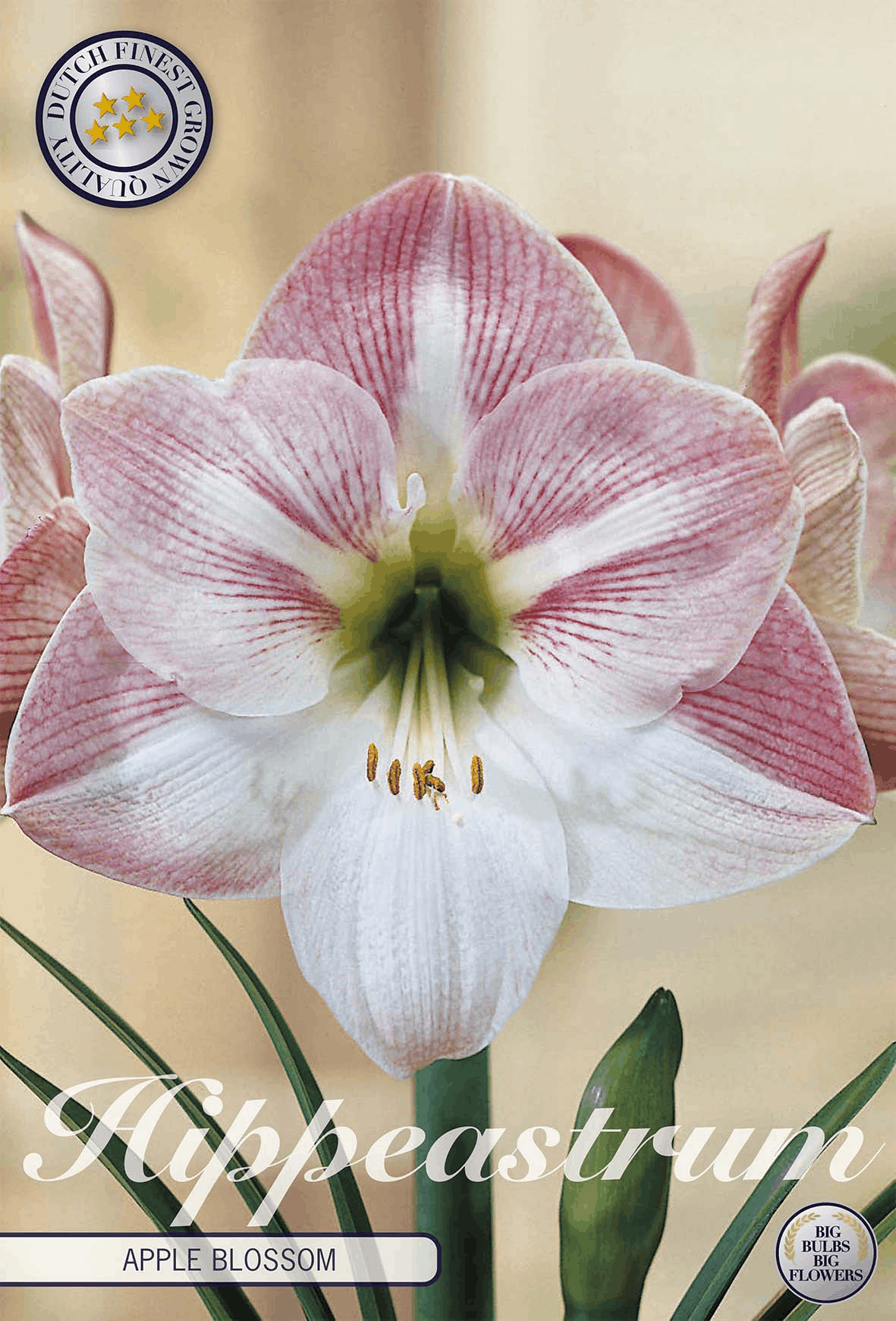 Hippeastrum Apple Blossom