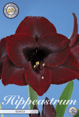 Hippeastrum Benfica