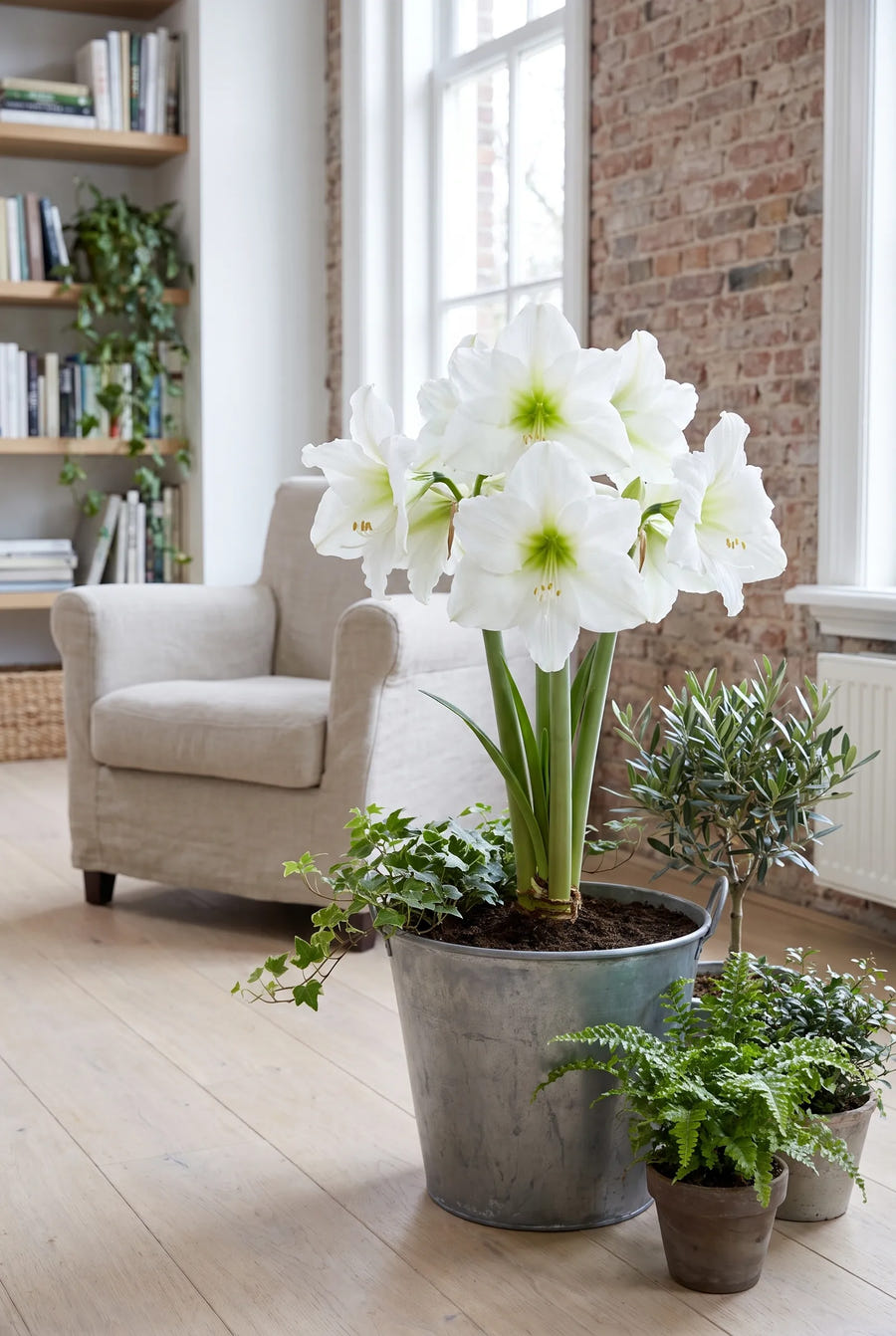 Hippeastrum Christmas Gift — in pot op terras