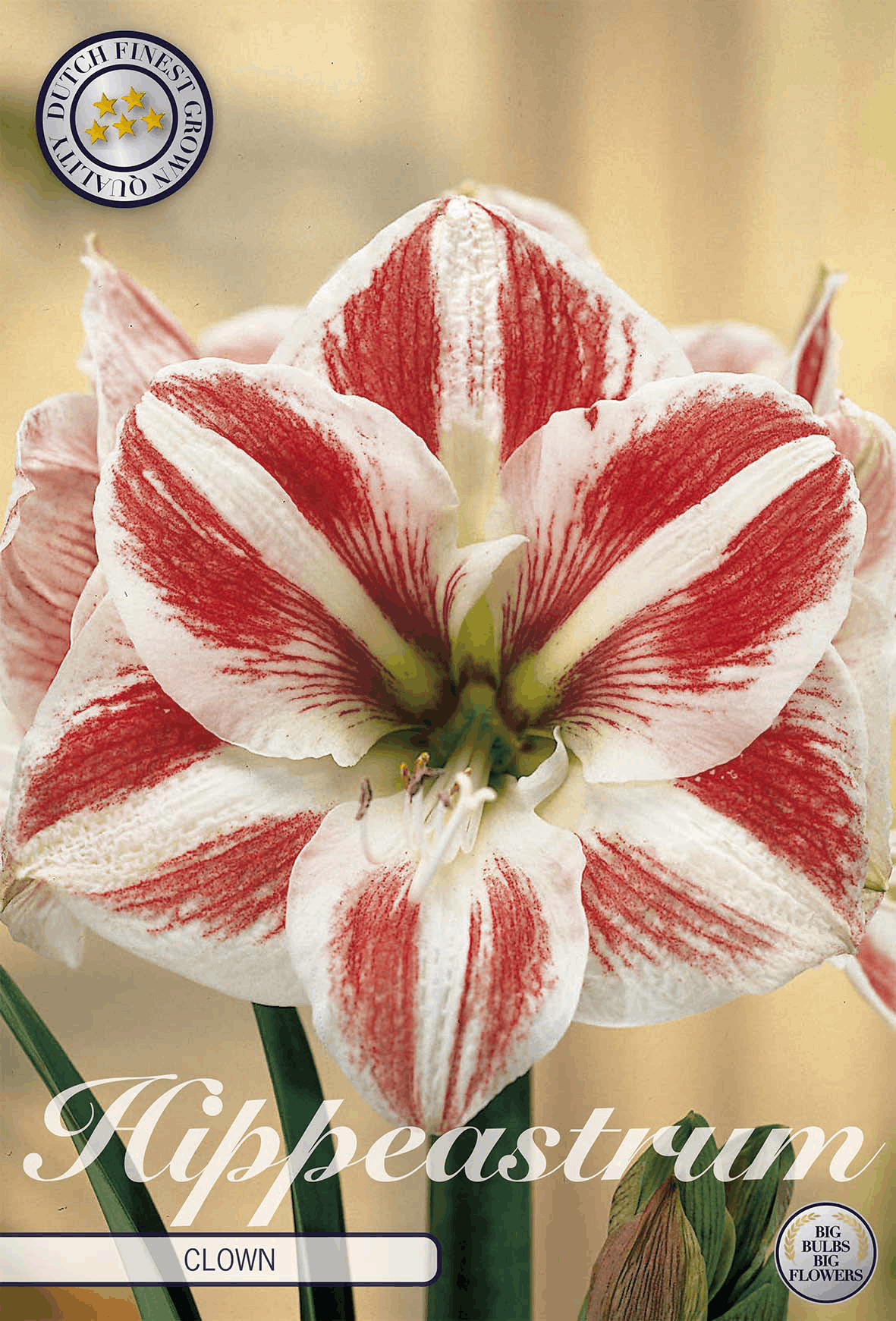Hippeastrum Clown