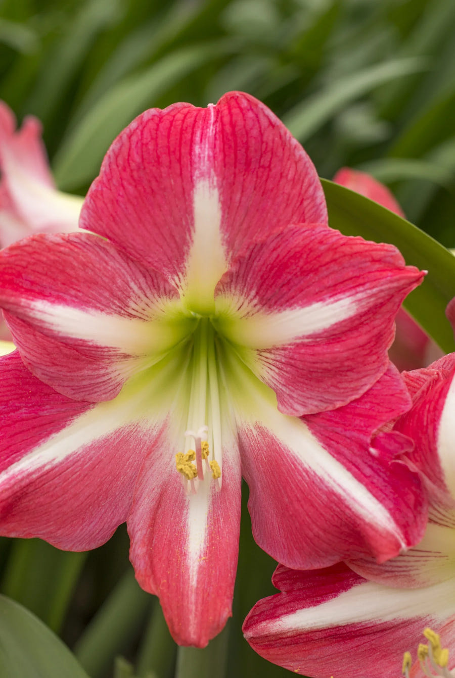 Hippeastrum Exposure — close-up van de roze bloem met witte ster