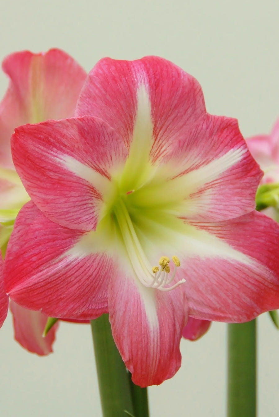 Hippeastrum Exposure — bloem tegen een lichte achtergrond