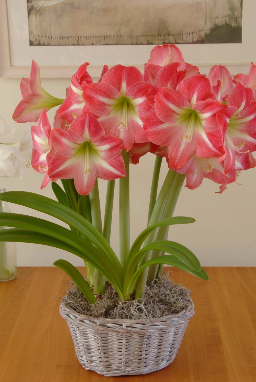 Hippeastrum Exposure in bloei in een mand op tafel
