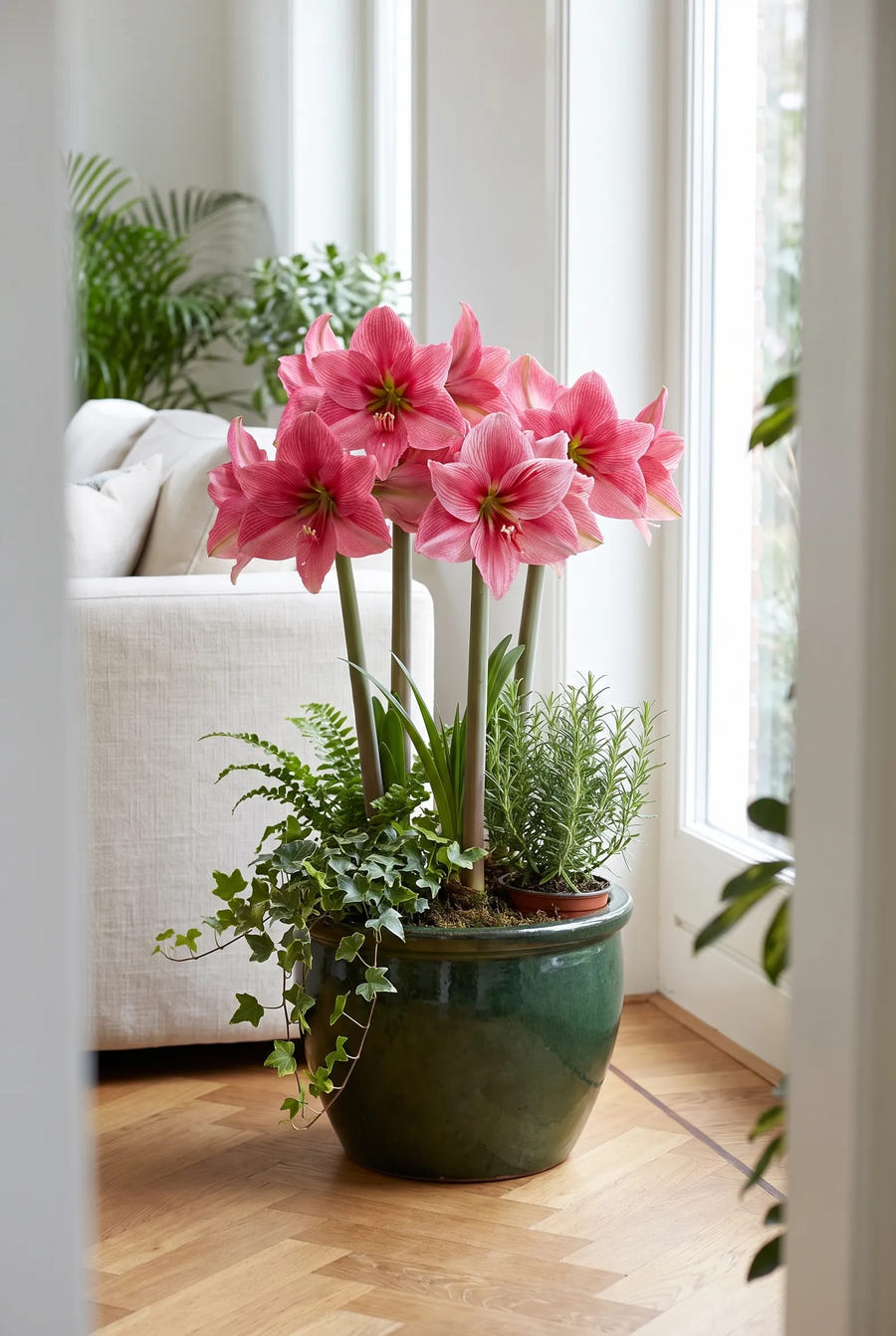 Hippeastrum Gervase — in pot op terras