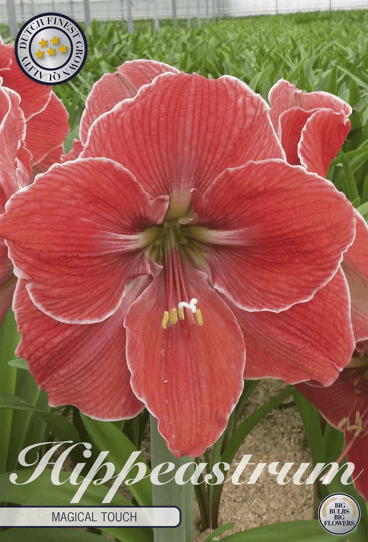 Hippeastrum Magical Touch