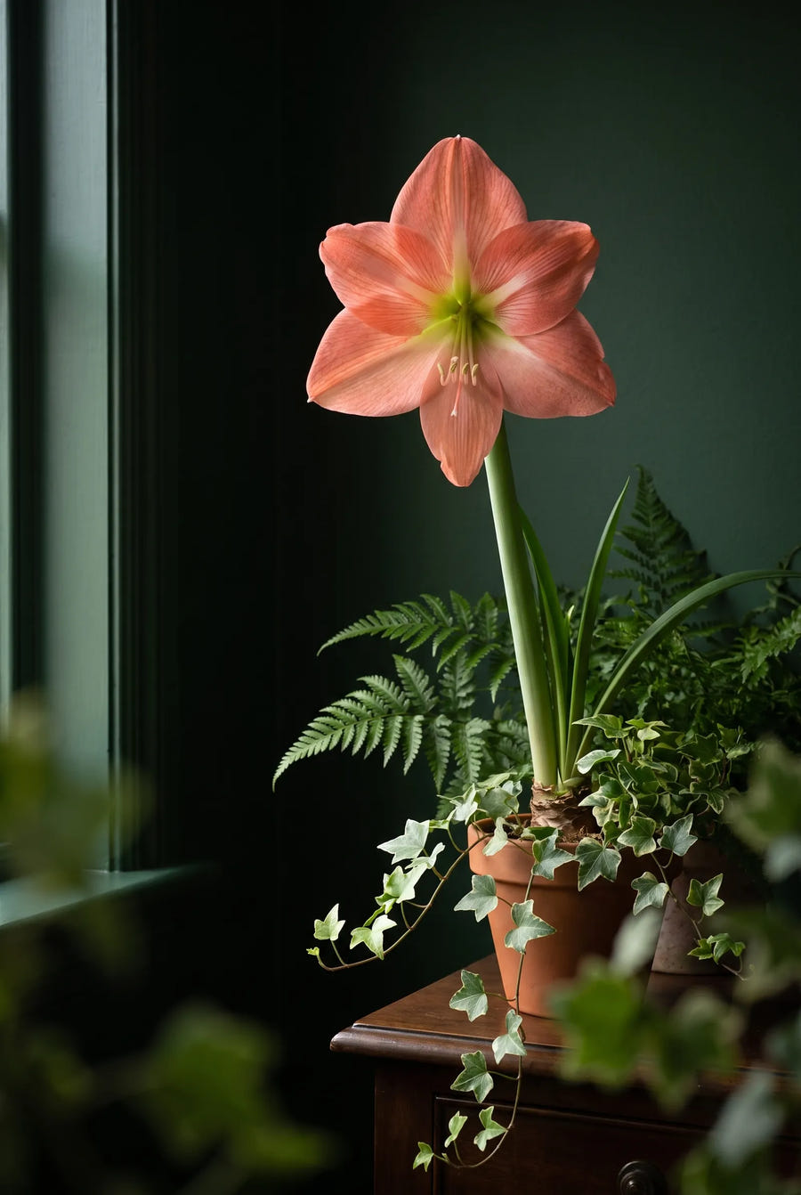 Hippeastrum Terracotta Star sfeervol portret