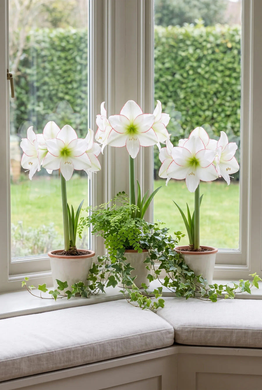 Hippeastrum Picotee — groep in de tuinborder