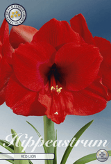 Hippeastrum Red Lion