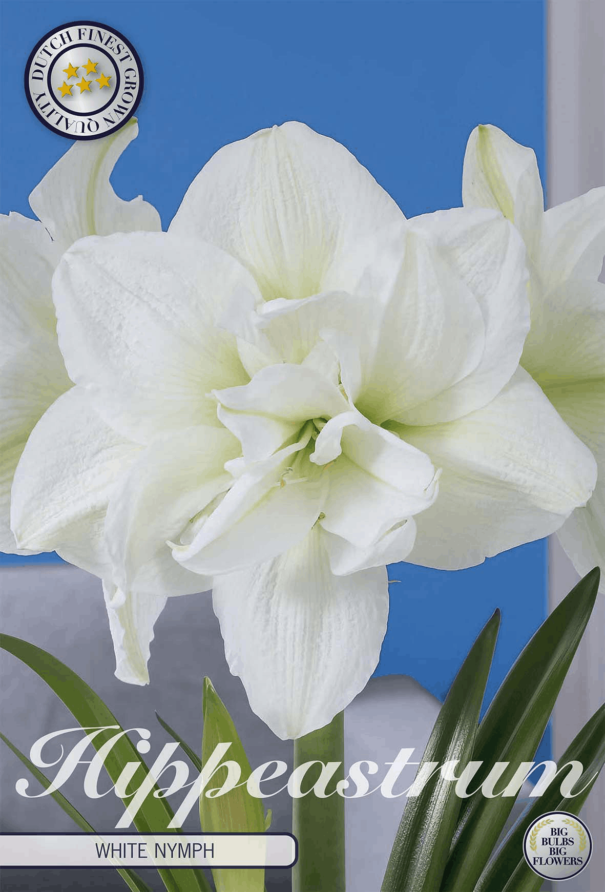 Hippeastrum White Nymph