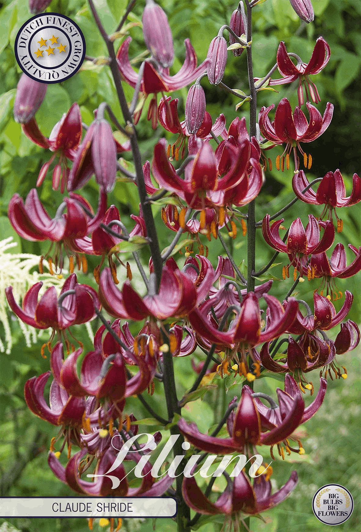 Lilium Claude Shirde