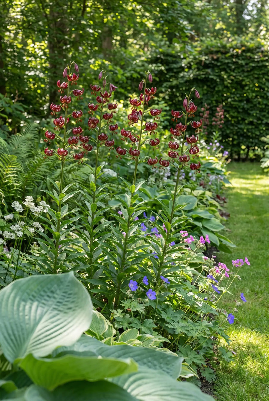 Lilium Claude Shirde — groep in de tuinborder