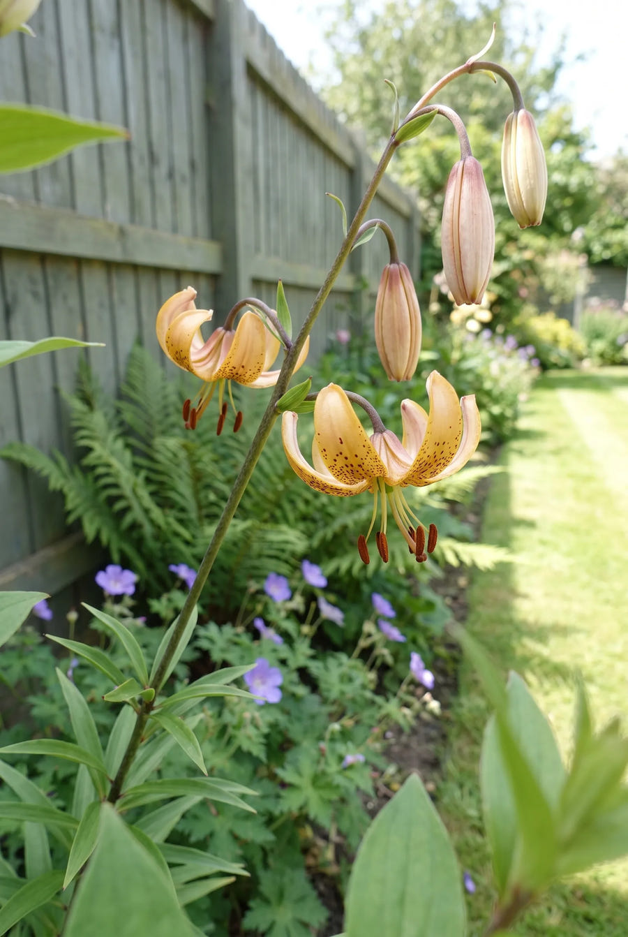 Lilium Guinea Gold — close-up van de bloem