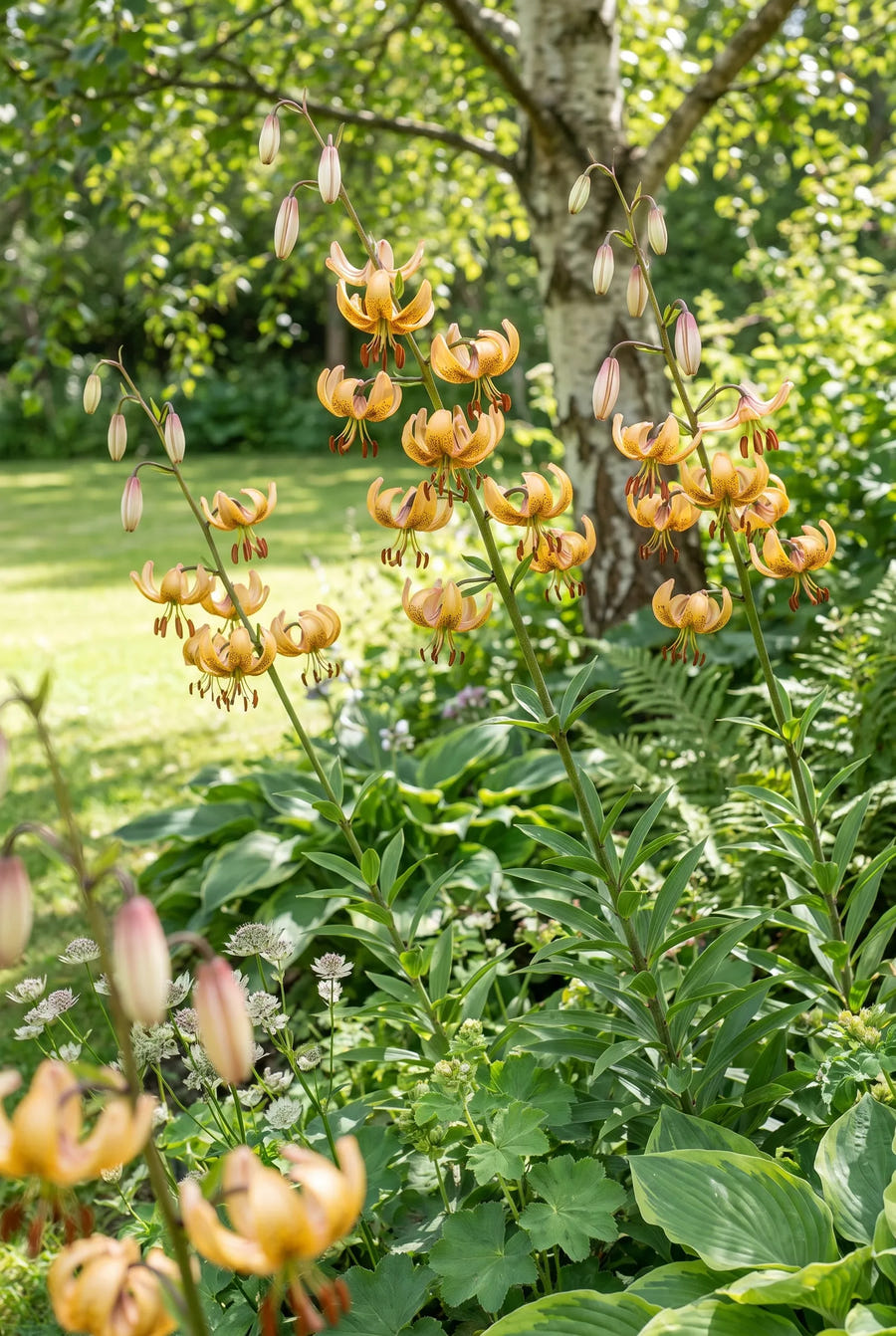 Lilium Guinea Gold — groep in de tuinborder