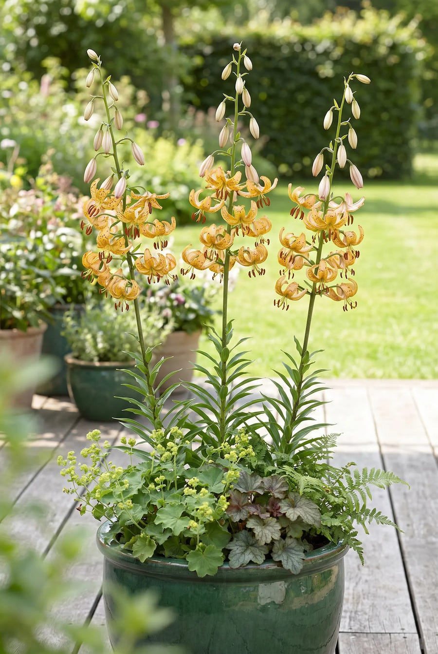 Lilium Guinea Gold — in pot op terras