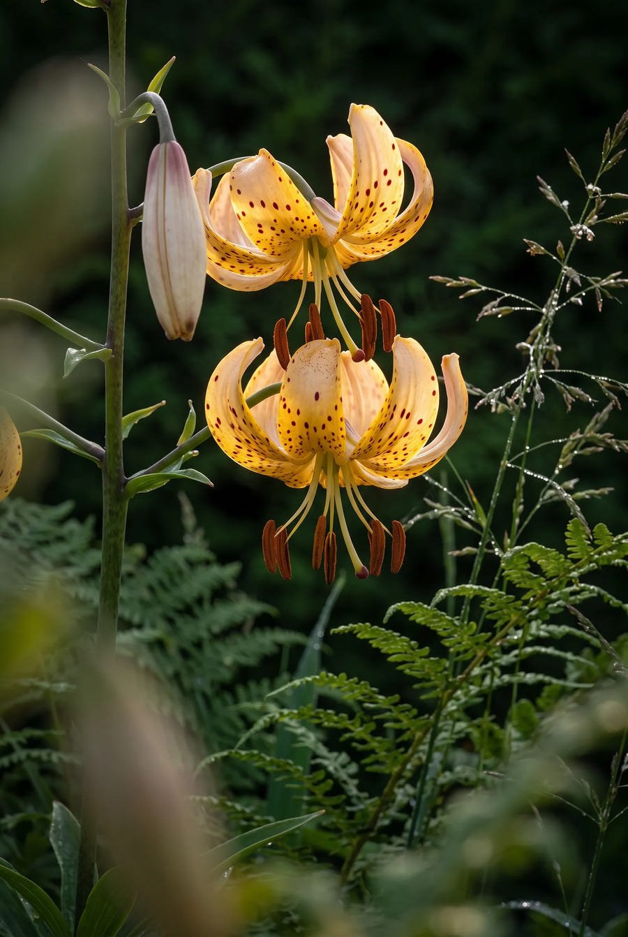 Lilium Guinea Gold — sfeerbeeld