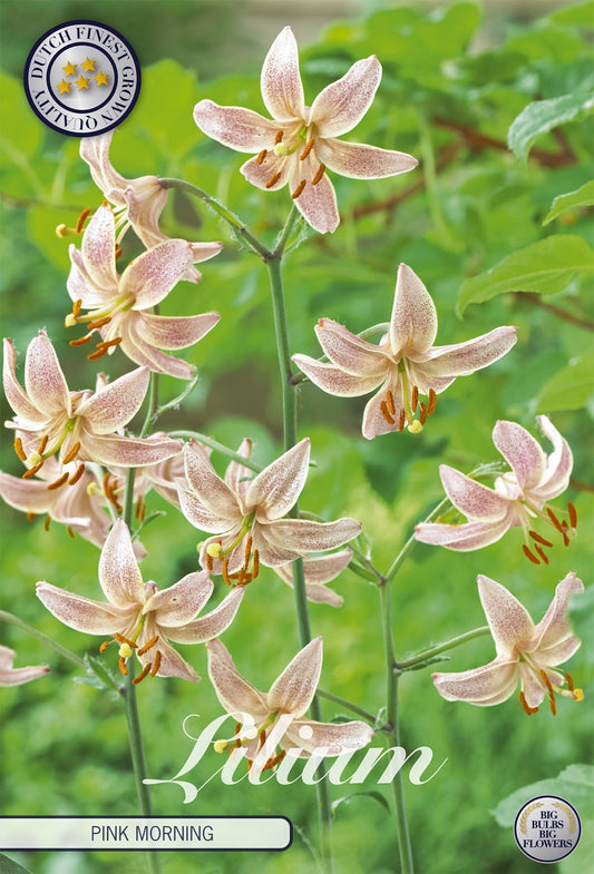 Lilium Pink Morning