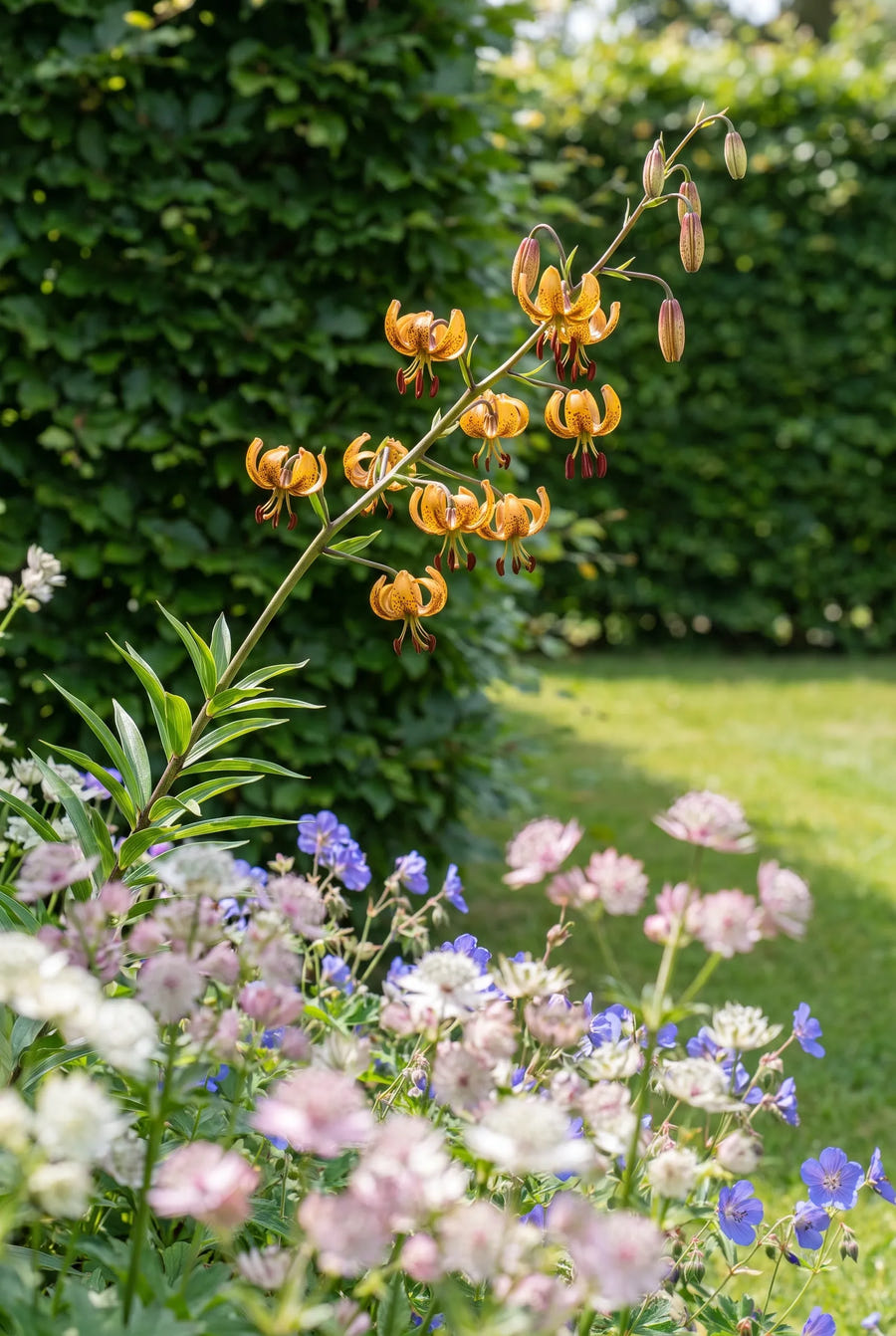 Lilium Sunny Morning — in de tuin